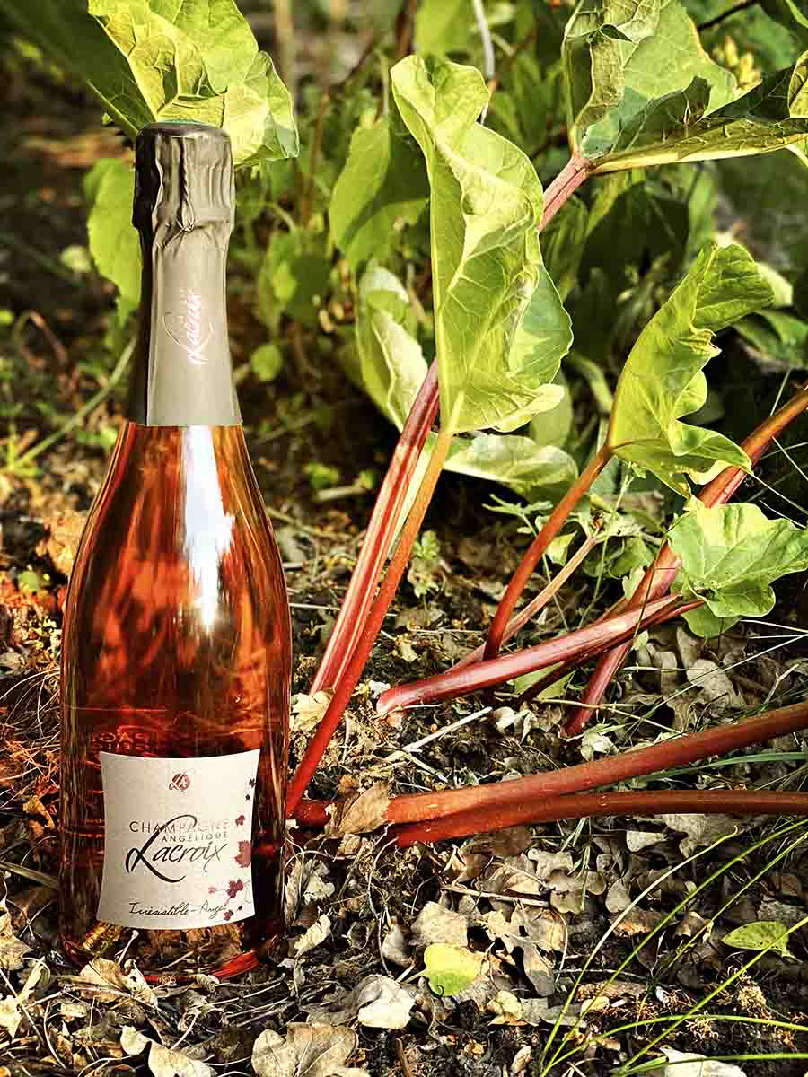 Angélique Lacroix "Irrésistible-Angel" Rosé